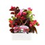 Begonia Semperflorens Mixed 6 Pack Boxed BeddingAlternative Image1