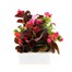 Begonia Semperflorens Mixed 6 Pack Boxed BeddingAlternative Image2
