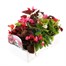 Begonia Semperflorens Mixed 6 Pack Boxed BeddingAlternative Image3