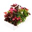 Begonia Semperflorens Mixed 6 Pack Boxed BeddingAlternative Image4