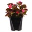 Begonia Semperflorens Pink Bronze Leaf 2L Pot Bedding  Alternative Image