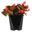 Begonia Semperflorens Red Bronze Leaf 2L Pot Bedding  Alternative Image