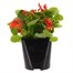 Begonia Semperflorens Red Green Leaf 2L Pot Bedding  Alternative Image