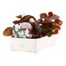 Begonia Semperflorens White Bronze Leaf 6 Pack Boxed BeddingAlternative Image3