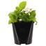 Begonia Semperflorens White Green Leaf 2L Pot Bedding  Alternative Image