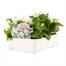 Begonia Semperflorens White Green Leaf 6 Pack Boxed BeddingAlternative Image3