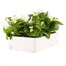 Begonia Semperflorens White Green Leaf 6 Pack Boxed BeddingAlternative Image4