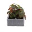 Begonia Trailing (Illumination) Lemon 6 Pack Boxed BeddingAlternative Image1