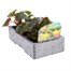 Begonia Trailing (Illumination) Lemon 6 Pack Boxed BeddingAlternative Image2