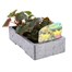 Begonia Trailing (Illumination) Lemon 6 Pack Boxed BeddingAlternative Image3