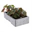 Begonia Trailing (Illumination) Lemon 6 Pack Boxed BeddingAlternative Image3