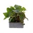 Begonia Trailing (Illumination) Mixed 6 Pack Boxed BeddingAlternative Image2