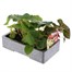 Begonia Trailing (Illumination) Mixed 6 Pack Boxed BeddingAlternative Image3