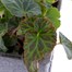 Begonia Trailing (Illumination) Mixed 6 Pack Boxed BeddingAlternative Image1