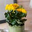 Begonia Yellow HouseplantAlternative Image1