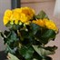 Begonia Yellow HouseplantAlternative Image2