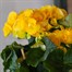 Begonia Yellow HouseplantAlternative Image3