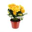 Begonia Yellow HouseplantAlternative Image4