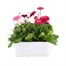 Bellis Pomponette Mixed 6 Pack Boxed BeddingAlternative Image2