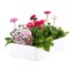 Bellis Pomponette Mixed 6 Pack Boxed BeddingAlternative Image3