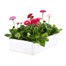 Bellis Pomponette Mixed 6 Pack Boxed BeddingAlternative Image4