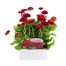 Bellis Pomponette Red 6 Pack Boxed Bedding Alternative Image