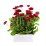 Bellis Pomponette Red 6 Pack Boxed Bedding Alternative Image