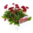 Bellis Pomponette Red 6 Pack Boxed Bedding Alternative Image
