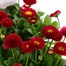 Bellis Pomponette Red 6 Pack Boxed Bedding Alternative Image