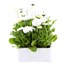 Bellis Pomponette White 6 Pack Boxed Bedding Alternative Image