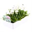 Bellis Pomponette White 6 Pack Boxed BeddingAlternative Image3