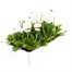 Bellis Pomponette White 6 Pack Boxed Bedding Alternative Image