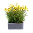 Bidens Collection 6 Pack Boxed BeddingAlternative Image2