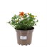 Bidens Taka Tuka Trio Mixed 2L Pot BeddingAlternative Image1