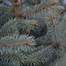 Blue Spruce 5-6ft (150-175cm) Real Potted Christmas TreeAlternative Image1