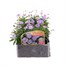 Brachyscome Collection 6 Pack Boxed Bedding Alternative Image