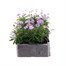 Brachyscome Collection 6 Pack Boxed Bedding Alternative Image