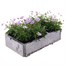 Brachyscome Collection 6 Pack Boxed Bedding Alternative Image