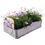 Brachyscome Collection 6 Pack Boxed Bedding Alternative Image