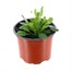 Brachyscome Delight Pink 10.5cm Pot BeddingAlternative Image1