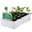 Broccoli Marathon 12 Pack Boxed Vegetable Alternative Image