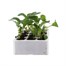 Brocolli White Eye 12 Pack Boxed VegetablesAlternative Image1