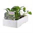 Brocolli White Eye 12 Pack Boxed VegetablesAlternative Image2