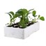 Brocolli White Eye 12 Pack Boxed VegetablesAlternative Image3
