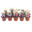A Lucky Dip Selection! Fushia Hardy Mixed - 10 x 7cm Starter Plants Alternative Image