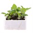 Cabbage Spring Hero 12 Pack Boxed Vegetable Alternative Image