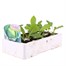 Cabbage Spring Hero 12 Pack Boxed Vegetable Alternative Image