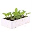 Cabbage Spring Hero 12 Pack Boxed Vegetable Alternative Image
