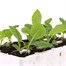 Cabbage Spring Hero 12 Pack Boxed Vegetable Alternative Image