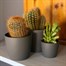 Cacti Mixed HouseplantAlternative Image2